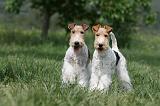 FOX TERRIER 631